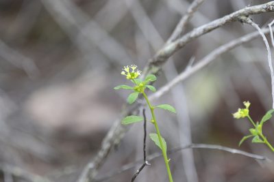 Monotaxis macrophylla, photographed by Greg Tasney