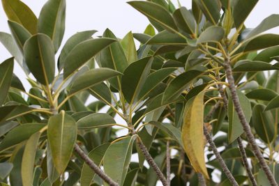 Ficus macrophylla, photographed by Greg Tasney