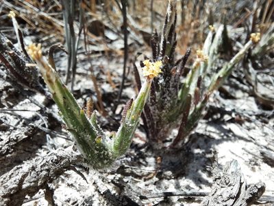 Podotheca angustifolia, photographed by spacegecko