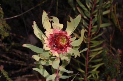 Leucadendron pubibracteolatum, photographed by Brian du Preez
