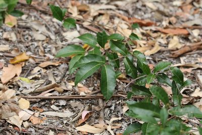 Celastrus subspicatus, photographed by Greg Tasney