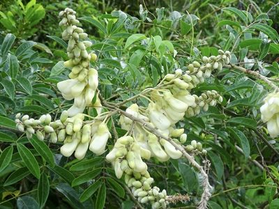 Nanhaia speciosa, photographed by Toby Y