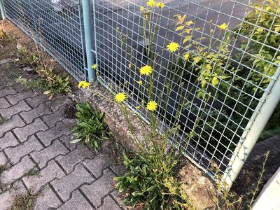 Crepis biennis, photographed by Pavel Kacl