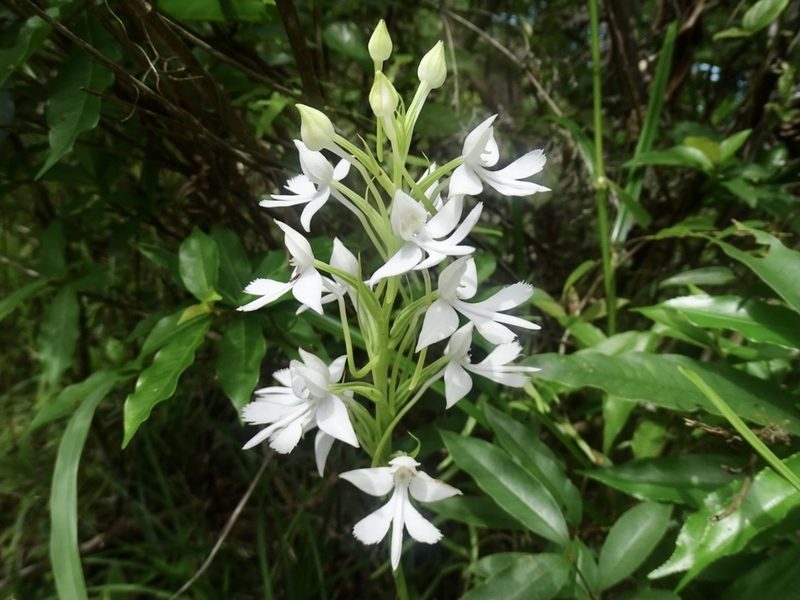 Habenaria dentata, photographed by Toby Y