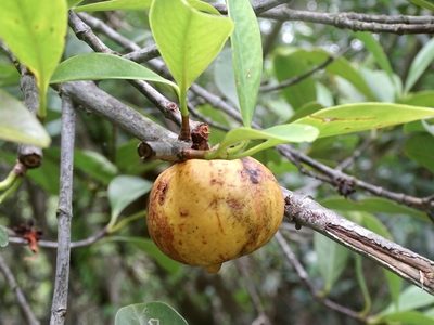 Garcinia oblongifolia, photographed by Toby Y