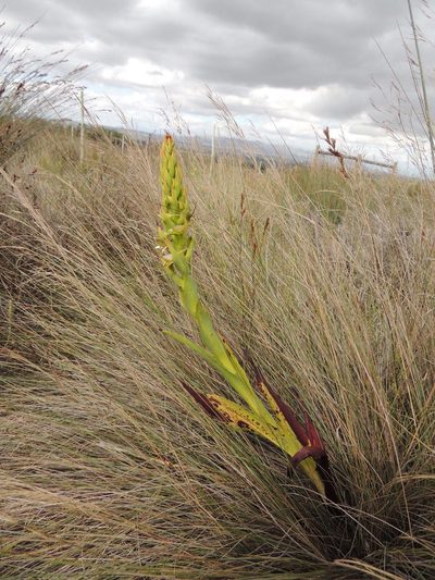 Disa aemula, photographed by Jacques van der Merwe