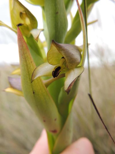 Disa aemula, photographed by Jacques van der Merwe