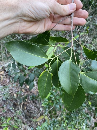 Celtis paniculata, photographed by Greg Tasney