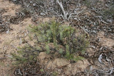 Serruria brownii, photographed by Jacques van der Merwe