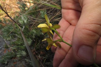 Eulophia parviflora, photographed by Brian du Preez