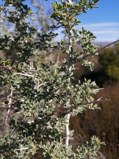 Wiborgia mucronata, photographed by Danie Palm
