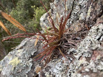 Sarcochilus ceciliae, photographed by Greg Tasney