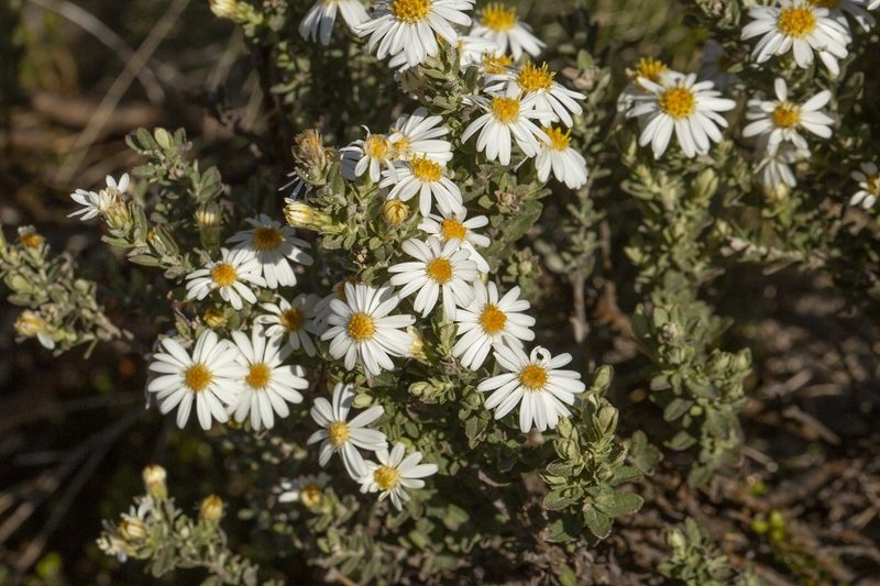 Olearia brevipedunculata, photographed by dhfischer