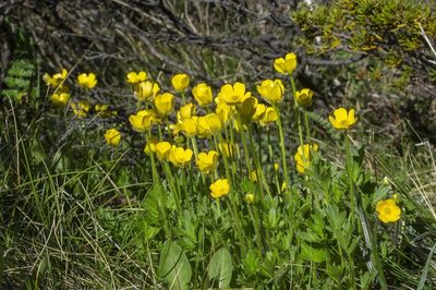 Ranunculus graniticola, photographed by dhfischer