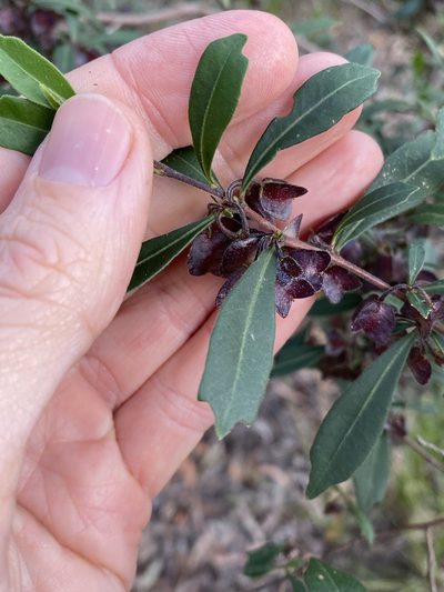 Dodonaea triangularis, photographed by Greg Tasney