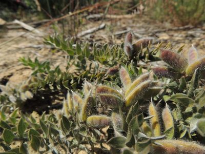 Xiphotheca lanceolata, photographed by Jacques van der Merwe
