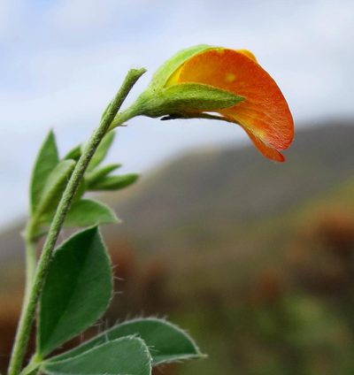 Argyrolobium molle, photographed by Di Turner