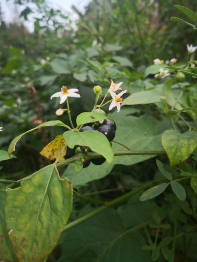 Solanum scabrum, photographed by Поляков Александр