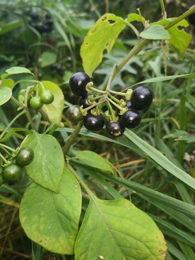 Solanum scabrum, photographed by Поляков Александр