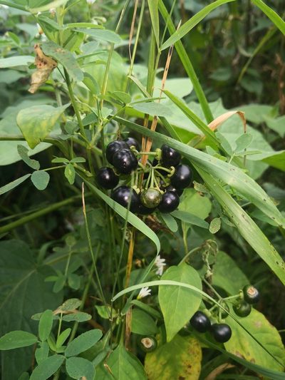 Solanum scabrum, photographed by Поляков Александр