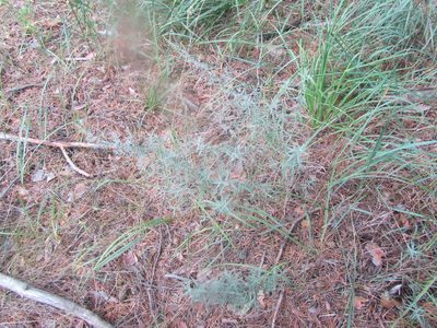 Artemisia glauca, photographed by Alexander Dubynin
