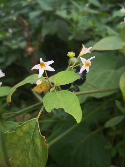 Solanum scabrum, photographed by Поляков Александр