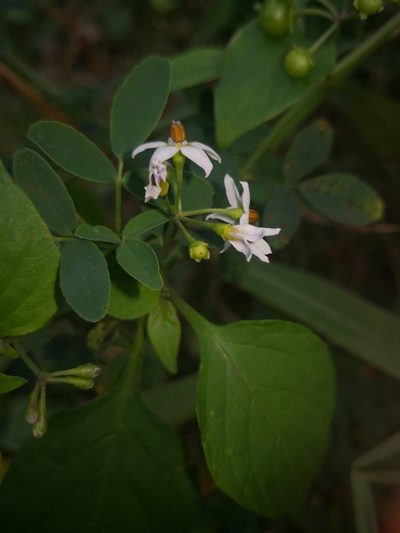 Solanum scabrum, photographed by Поляков Александр