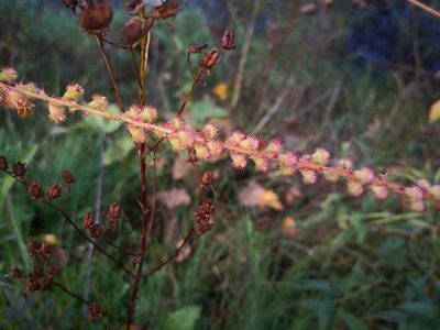 Agrimonia procera