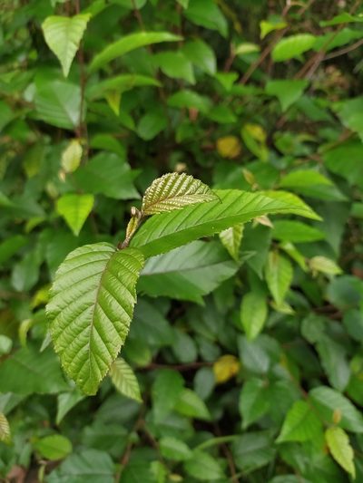 Betula alnoides, photographed by PRIYA RAUTELA