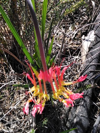 Babiana ringens, photographed by melda
