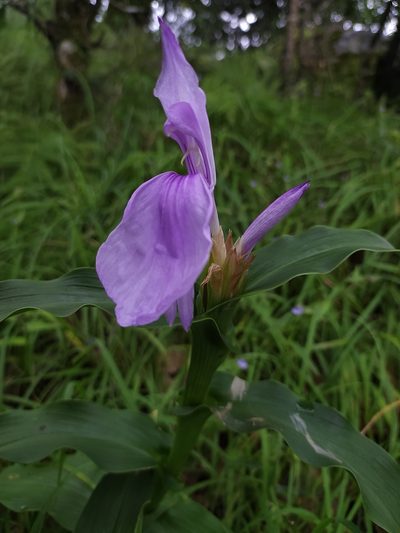 Roscoea purpurea, photographed by PRIYA RAUTELA