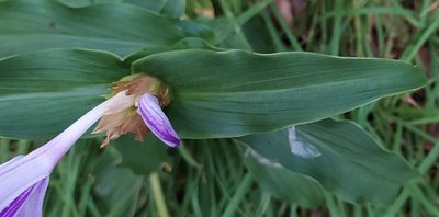 Roscoea purpurea, photographed by PRIYA RAUTELA