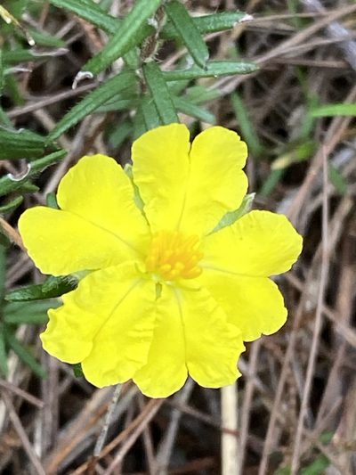 Hibbertia stricta, photographed by Richard Fuller