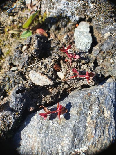 Koenigia islandica, photographed by Michael D. Pirie
