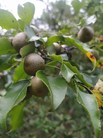 Pyrus pashia, photographed by PRIYA RAUTELA