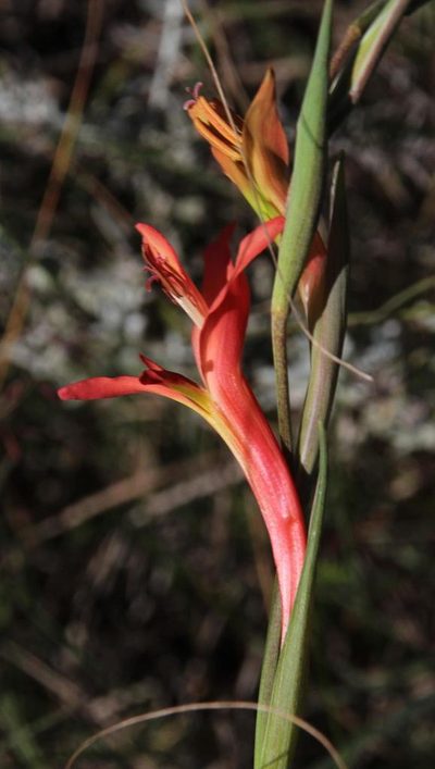 Gladiolus vandermerwei, photographed by Tony Rebelo
