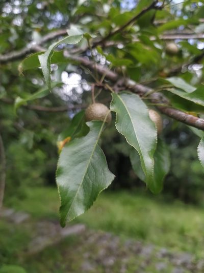 Pyrus pashia, photographed by PRIYA RAUTELA