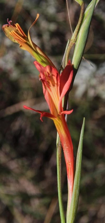 Gladiolus vandermerwei, photographed by Tony Rebelo