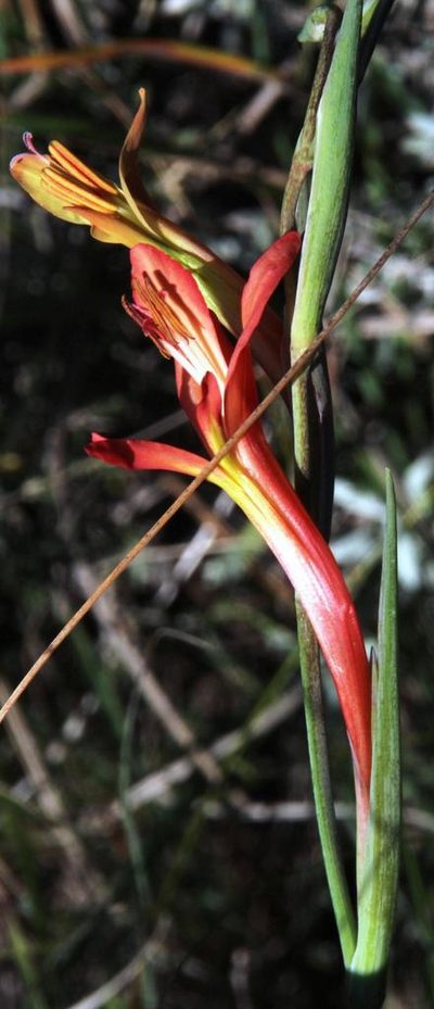 Gladiolus vandermerwei, photographed by Tony Rebelo