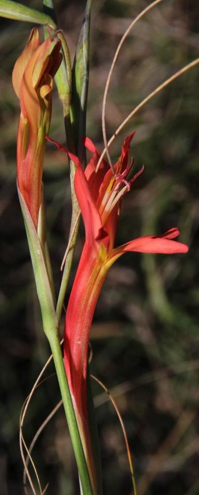 Gladiolus vandermerwei, photographed by Tony Rebelo
