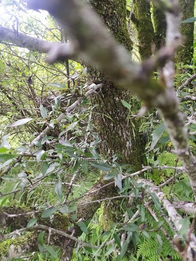Pyrus pashia, photographed by PRIYA RAUTELA