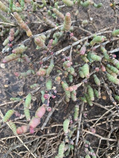 Tecticornia pergranulata, photographed by Karin Cox