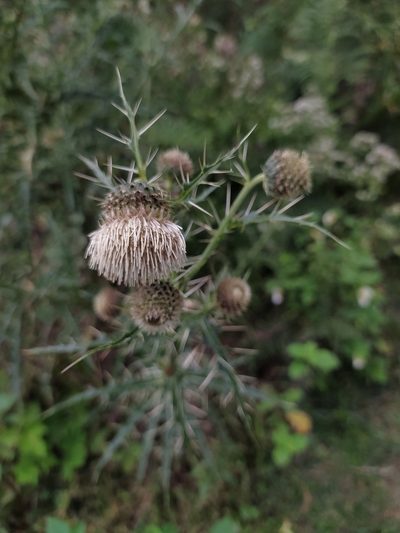 Cirsium wallichii, photographed by PRIYA RAUTELA