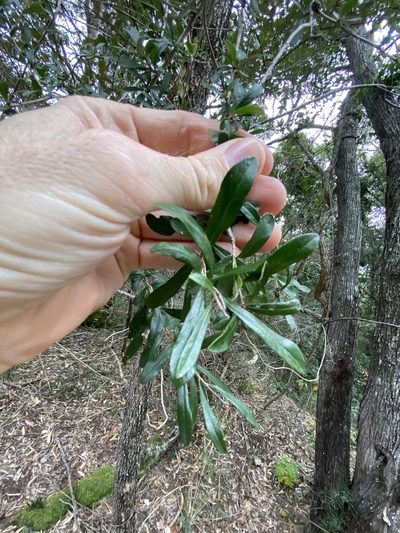 Bursaria incana, photographed by Greg Tasney