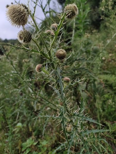 Cirsium wallichii, photographed by PRIYA RAUTELA