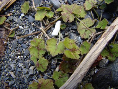 Hydrocotyle microphylla, photographed by Lisa Bennett