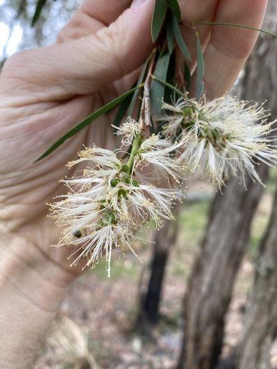 Melaleuca groveana, photographed by Greg Tasney