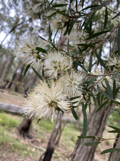 Melaleuca groveana, photographed by Greg Tasney
