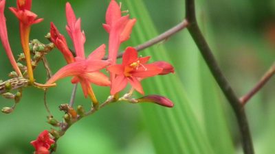 Crocosmia paniculata, photographed by Shaun Swanepoel