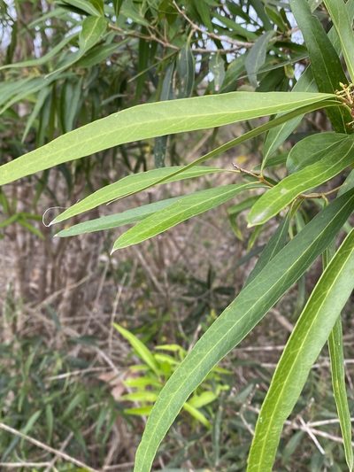 Notelaea microcarpa, photographed by Greg Tasney